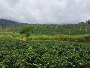 Aquiares Estate in Costa Rica