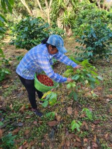 Woman picking coffee cherries