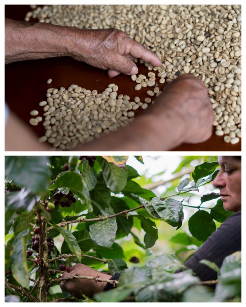 Asociación de Mujeres Agropecuarias de Uribe