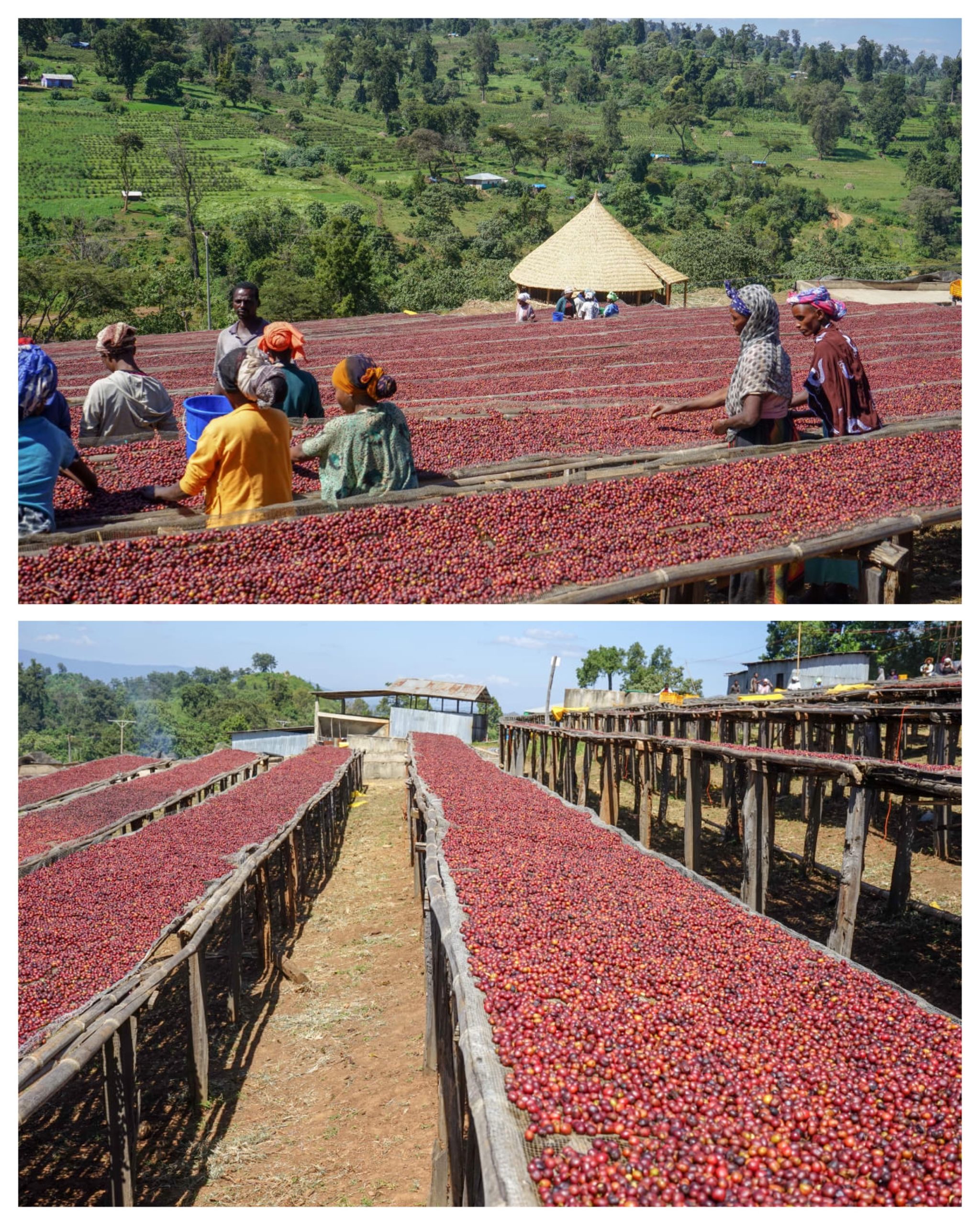 Ethiopia coffee