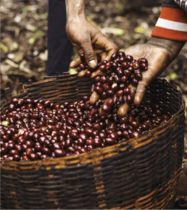 Coffee cherries in a basket with a pair of hands gathering the cherries