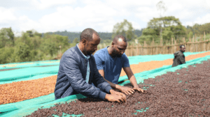 Founders of Boledu looking at coffee cherries on drying beds