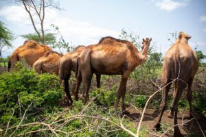 Camels